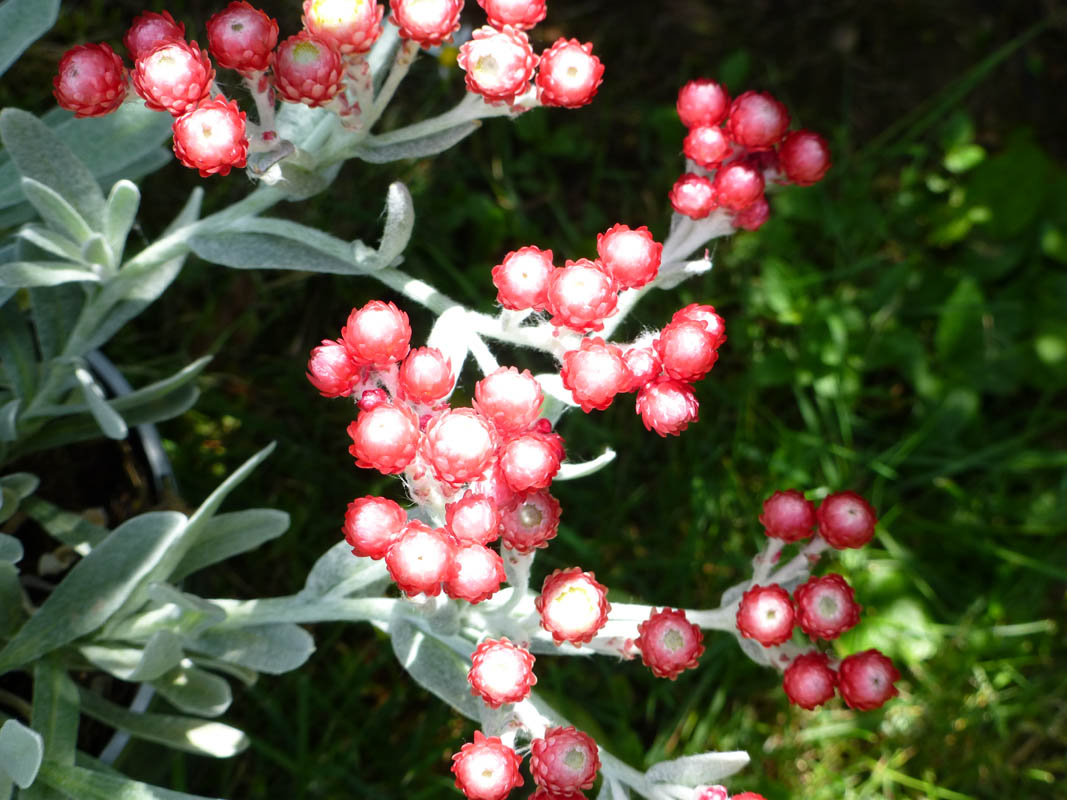 Helichrysum amorginum 'Ruby Cluster' photo